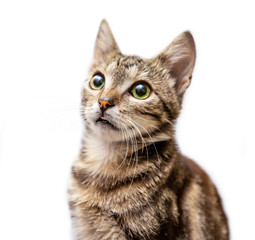Grey striped cat shows the tongue isolated on white background