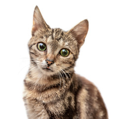 Obraz premium Grey striped cat shows the tongue isolated on white background