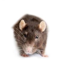 Fototapeta na wymiar gray rat isolated on white background