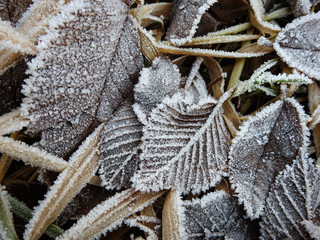 Leaves on the ground covered with rime. Detailed view of rime or hoarfrost on leaves on a cold...
