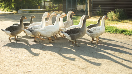 a flock of geese grazing on a rural street, casting shadows on the asphalt.