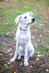 White smiling dog on red leaves background