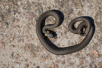 Grass snake basking in the sun (Natrix natrix)