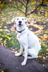 White smiling dog on red leaves background