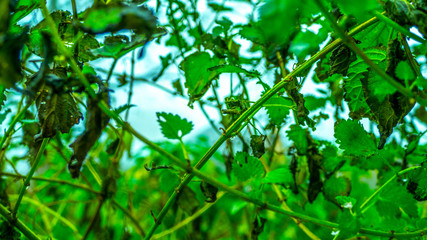 Fototapeta na wymiar Branch Green Leaves