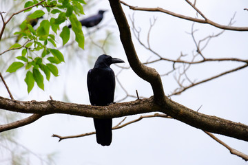 A single raven sitting on a tree branch at the forest and shouting out with white sky background 