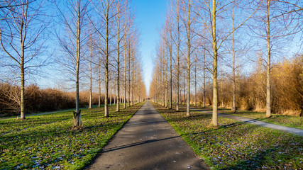Forest Path