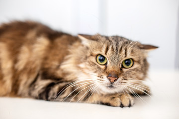 Obraz premium Striped cat on white background