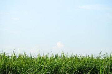 Grass Plant Against White Blue Sky,Natural Background