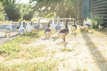 a flock of geese grazing on a rural street, casting shadows on the asphalt.