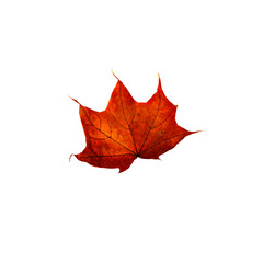 Red autumn leaf