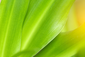 Closeup of nature leaves green blur. In the spring Under the morning light. Use as background and wallpapers.