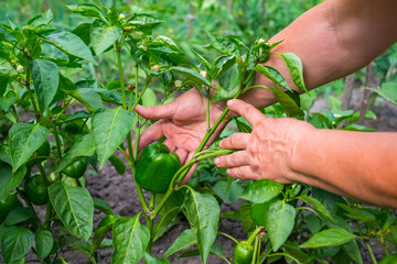 Hands of adult woman is holding a green pepper (paprika) on the garden background. The concept of growing vegetables.