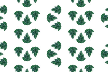 seamless green leaves pattern on white isolated background Top view flat lay ornament