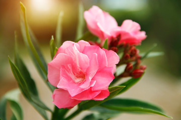 Pink oleander on a green background