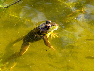 Frog in a Pond