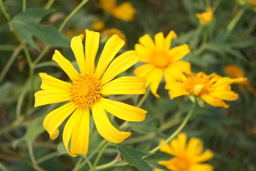 Naklejka premium in Thailand