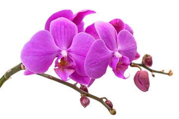 pink orchid on white background. blooming branch of pink orchids on a white background with stems and buds