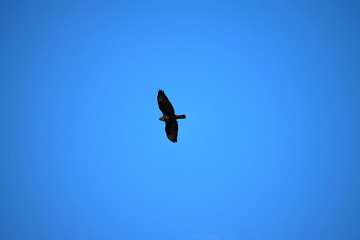A flying bird predator on a blue sky.