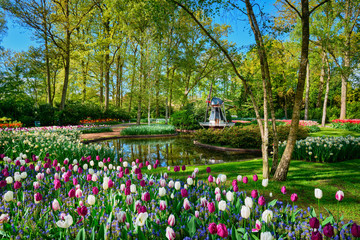 Keukenhof flower garden. Lisse, the Netherlands.