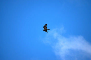 A flying bird predator on a blue sky.