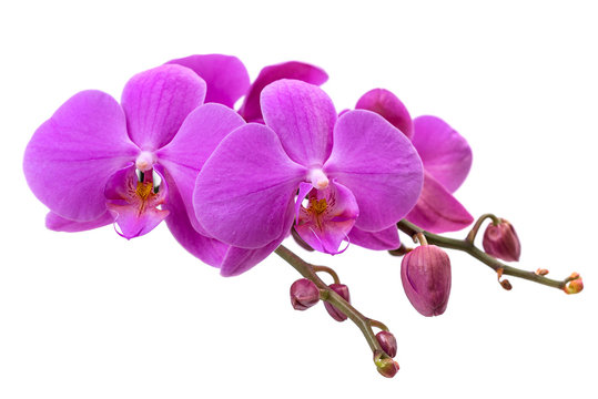 pink orchid on white background. blooming branch of pink orchids on a white background with stems and buds