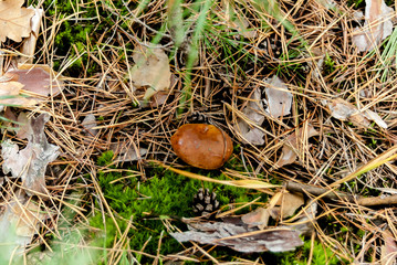 Young oily mushroom makes its way through the grass in the forest after rain in the mountains