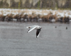 Seagull in flight (Larus canus)