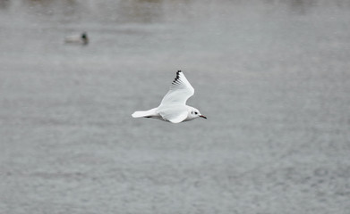 Seagull in flight (Larus canus)