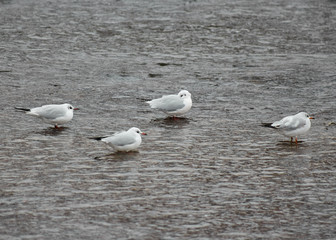 Seagull in flight (Larus canus)