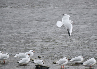 Seagull in flight (Larus canus)