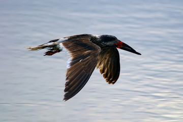 Black Skimmer covered in oil at Merritt Island National Wildlife Refuge, Florida