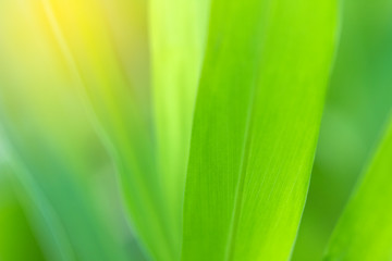 Closeup of nature leaves green blur. In the spring Under the morning light. Use as background and wallpapers.