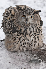 A big owl- eagle owl (Eurasian eagle-owl) sits on a snowy background