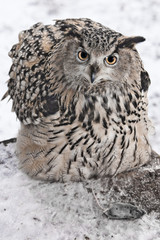 A big owl- eagle owl (Eurasian eagle-owl) sits on a snowy background