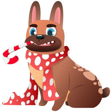 Cute French Bulldog with Scarf and candy cane. Vector illustration
