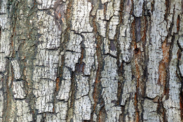 Close up craked tree bark for texture background