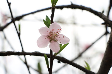 Peach blossom