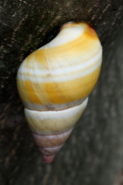 Florida Tree Snail in hardwood hammock, south FL.