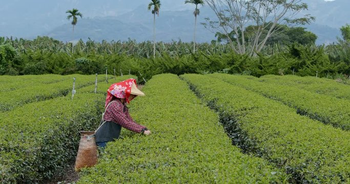 Woman work aat the tea farm