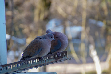 Doves looking at the camera