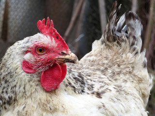 Hen in the chicken coop close up. Poultry concept, chicken on the farm