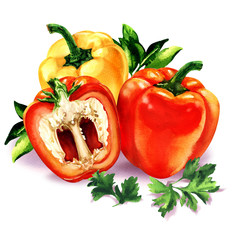 Three sweet red, yellow peppers with green leaves parsley, bell pepper, fresh vegetables, diet food and vegan concept, isolated, hand drawn watercolor illustration on white background