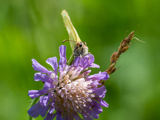 Marbled White Butterfly ( Melanargia galathea ) on a Scabious