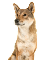 Portrait of a Shikoku dog a japanese breed looking away to the left isolated on a white background