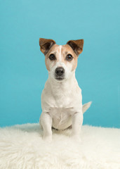 Cute jack russell dog sitting on a white fur on a blue background