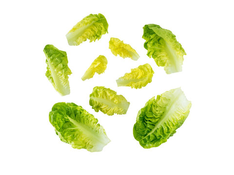 Green baby cos lettuce salad leaves