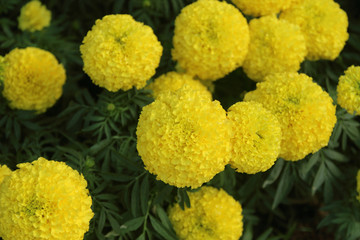 Marigolds (Tagetes erecta, Mexican marigold, Aztec marigold, African marigold)