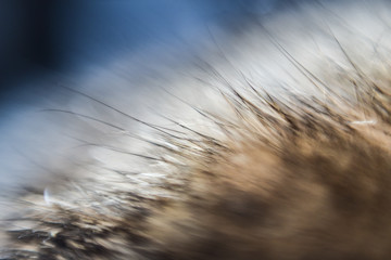 Cat fur macro up blurred tinted background color for various types of applications.