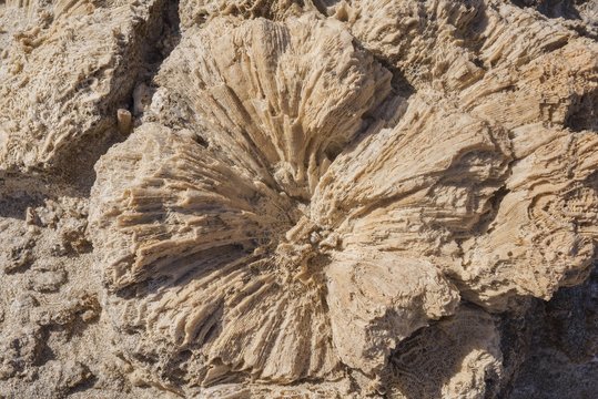 Coral fossils, Marsa Alam, Egypt, Africa